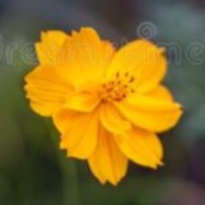 Photo de profil de brise NY